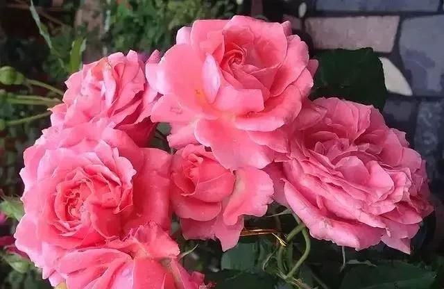  漂亮：10种漂亮的盆栽花，1年365天都开花，栽上1盆，天天有花看