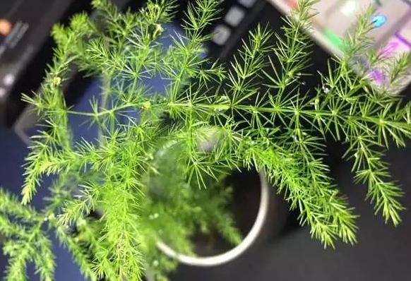  『阳光』天气热，这四种花可不能晒，一见阳光就发蔫，否则留个盆给你看