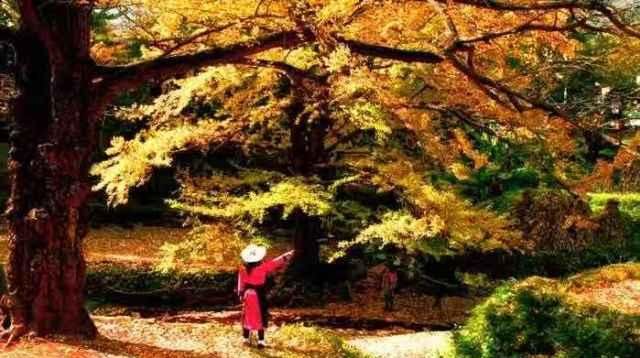 古银杏之乡-妥乐