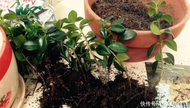  [图片作者]扦插技巧：这6种花现在扦插，丢土里就生根，插多少活多少！