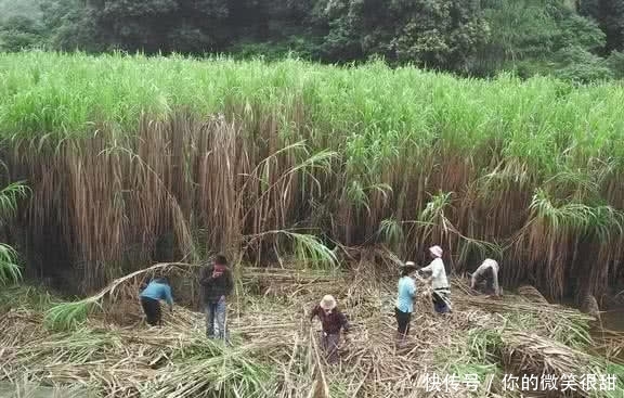 种一次每个月都能割，每亩能产2万棵，一条根能深入地下12米