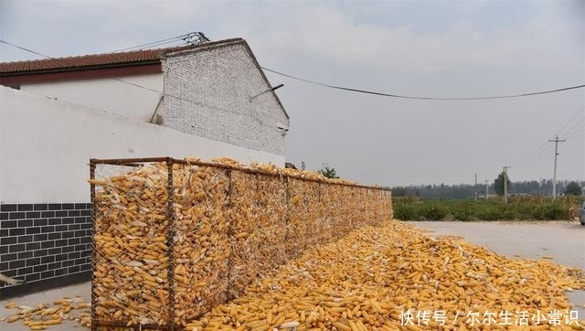  「玉米」国庆假期里的河南乡村，柿子挂满枝头，街道被玉米占领