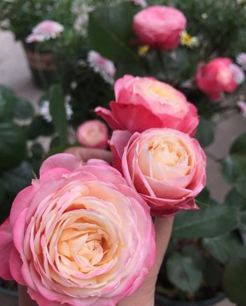  #试试#家室养花试试3种花，花色漂亮耐看，好养花期长，美得阳台变花园
