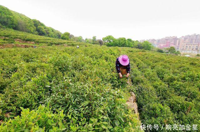  『武汉经济技术开发区』湖北武汉抢抓晴好天气，居民采茶忙！