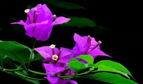  「开爆」家里养这些花卉，花开美观又大气，花色鲜艳花期长，轻松开爆盆