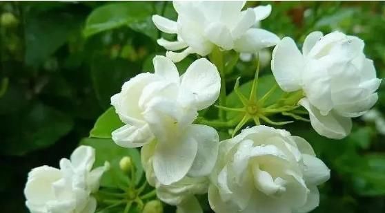  「摆上」阳台摆上这“4种花”，花色艳丽、观赏性高，开花一整夏，真漂亮
