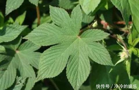农村以前常见的一种野草，总被当做猪饲料，现在市场200一斤