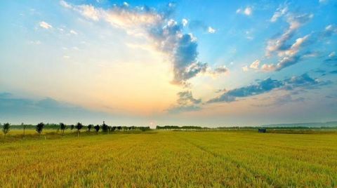  「成了」10万亩沼泽地变成米粮川，黄河岸边这片“不毛之地”成