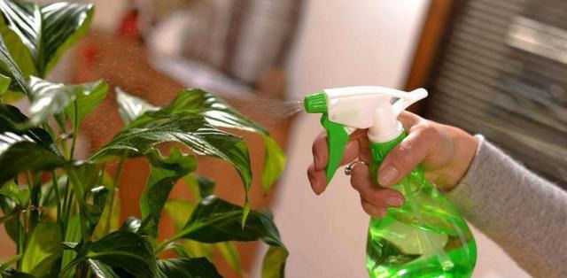  【早上】早上浇水会让植物枯萎？原来一直做错了，难怪花草容易枯萎！