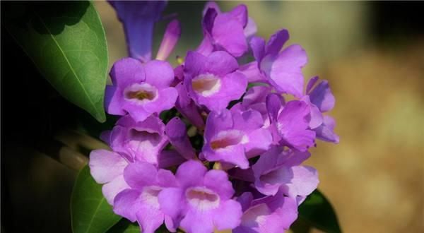  『蒜香藤』这种花半年长2米，花开千朵，没有虫害，超级好养，你养过吗？