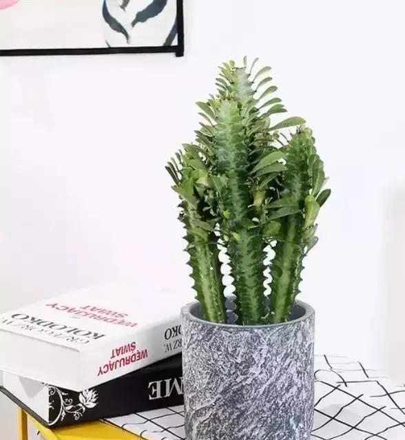 嫁接|你知道什么是龙骨花吗?你知道用它来嫁接什么吗?可别嫁接错了