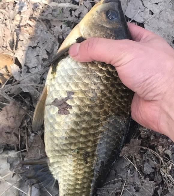  #天冷#大板鲫一年四季都有，为啥天冷了才好钓？这样一分析你就