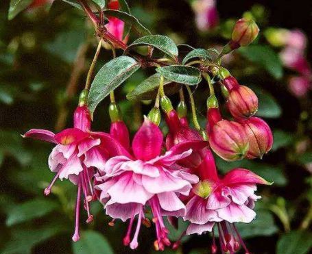  『生机盎然』春天家养此款花卉，花开爆满一次成花海，生机盎然，娇艳美不胜收