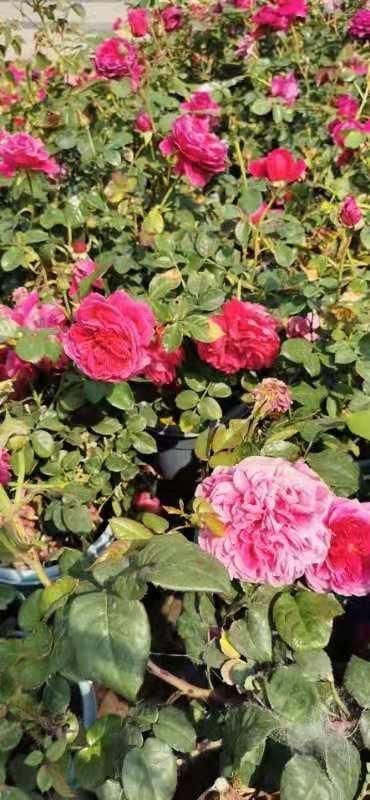  「添彩」月季花展为五一添彩！14个公园摆花坛，两大展区在这里
