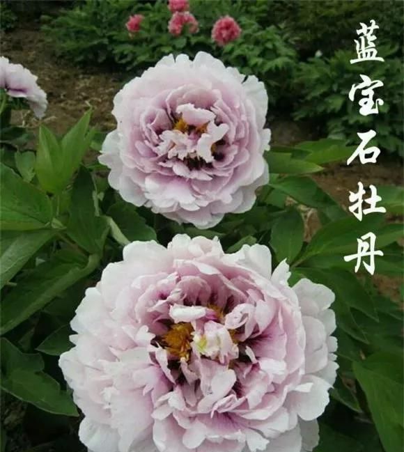  『牡丹』芍药和牡丹的区别图,看懂图就能轻松区分出来!