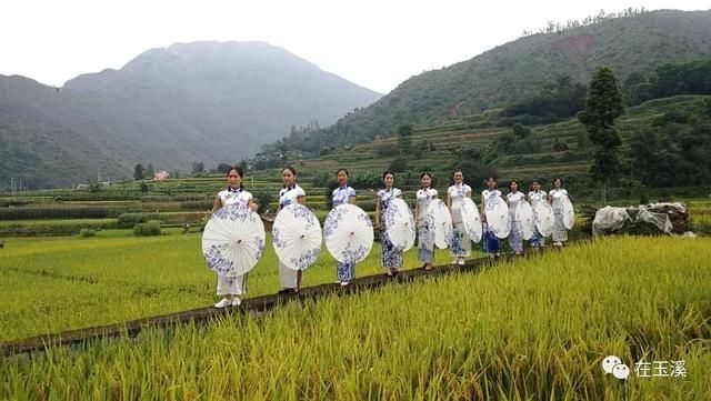 易门绿汁镇首届稻田开鱼节 带你找回儿时快乐！