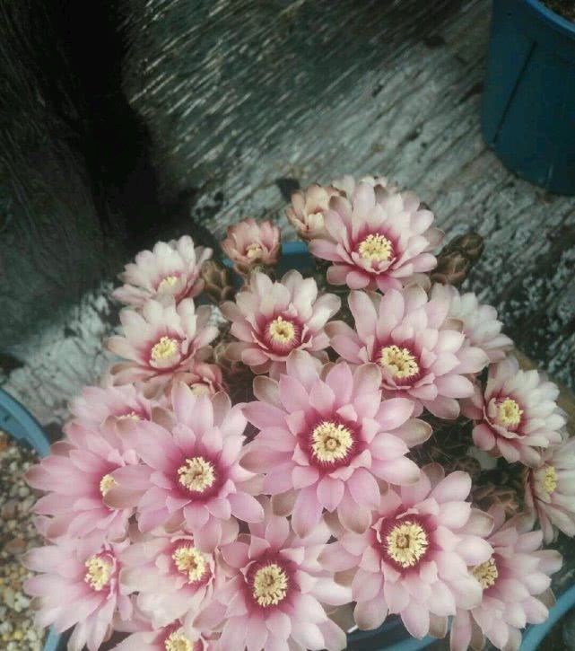 『最长』花期最长的仙人球,球形端庄开花又美丽,一年还能多次开花