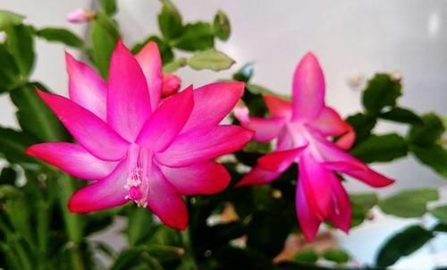  「简单」适合养的3种花，爆盆简单好养活，开花漂亮抓人眼球，美极了