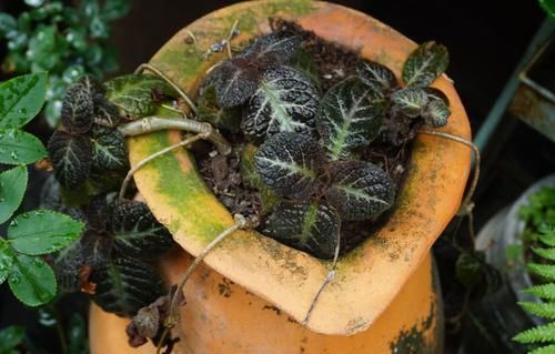  「特别」听到喜荫花这个花名，我就知道它很耐阴，买回家摆桌面上养着