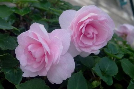  「家里」家里阳台就养此款花，花开露红烟紫，美不胜收，充满浪漫气息