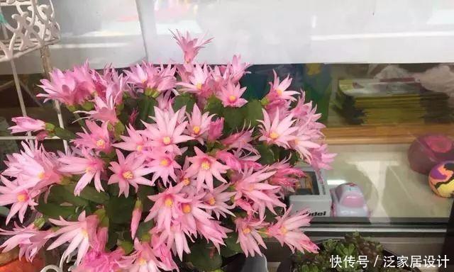  不生虫|给花草吃点这个，一年不生虫，不用施肥也长得又绿又壮