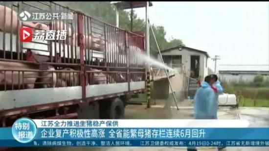 【母猪】江苏推进生猪稳产保供 能繁母猪存栏连续6月回升