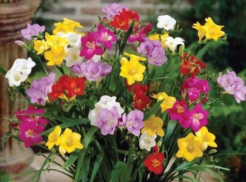  「凤仙花」适合阳台养的3种花，一年四季花开不停，你更喜欢哪一种？