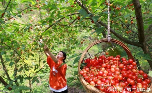  [桃种植基地]贵州黔西：深山樱桃甜