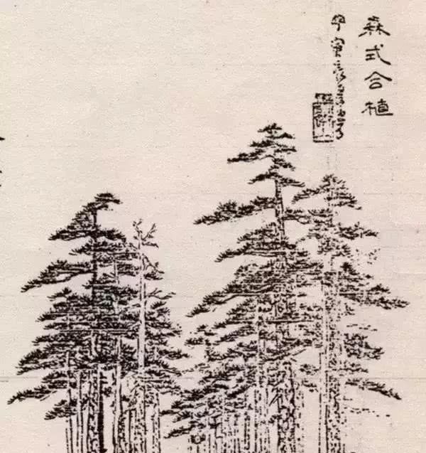 盆景艺术三十二式,强烈建议收藏!