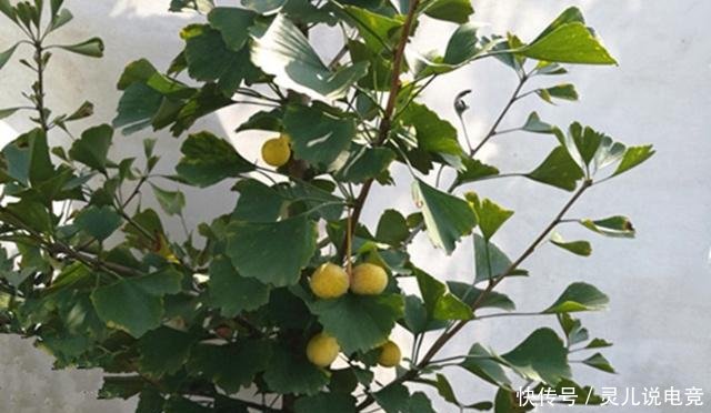 喜欢养花的你知道园林三宝、天下第一香、花间四友都是什么吗