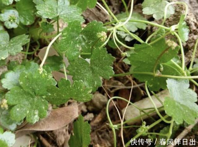 观赏价值■1种“天胡荽”低矮,长在小溪边很奇特,很像“铜钱草”,价值高