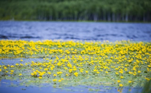 大兴安岭面积最大的湿地公园，长满荇菜，再现《诗经》诗意画面