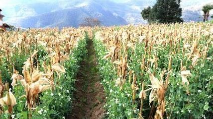  「玉米」想在玉米地里套种萝卜，请问需要给玉米去顶吗？