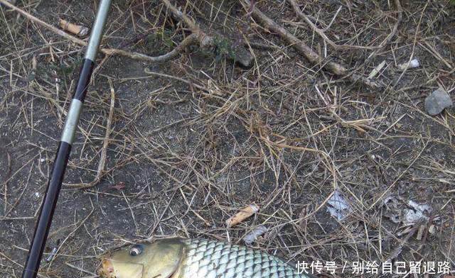 黄河绝迹鱼种，二十年后再次被钓起，或因黄河边清