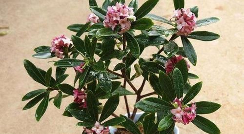  「黄叶」室内养了盆瑞香花，黄叶造型差，教你几招能返青