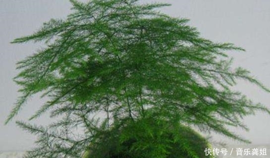 『记得』家里记得养这些花,聪明人一看就懂,家人起码长寿十年