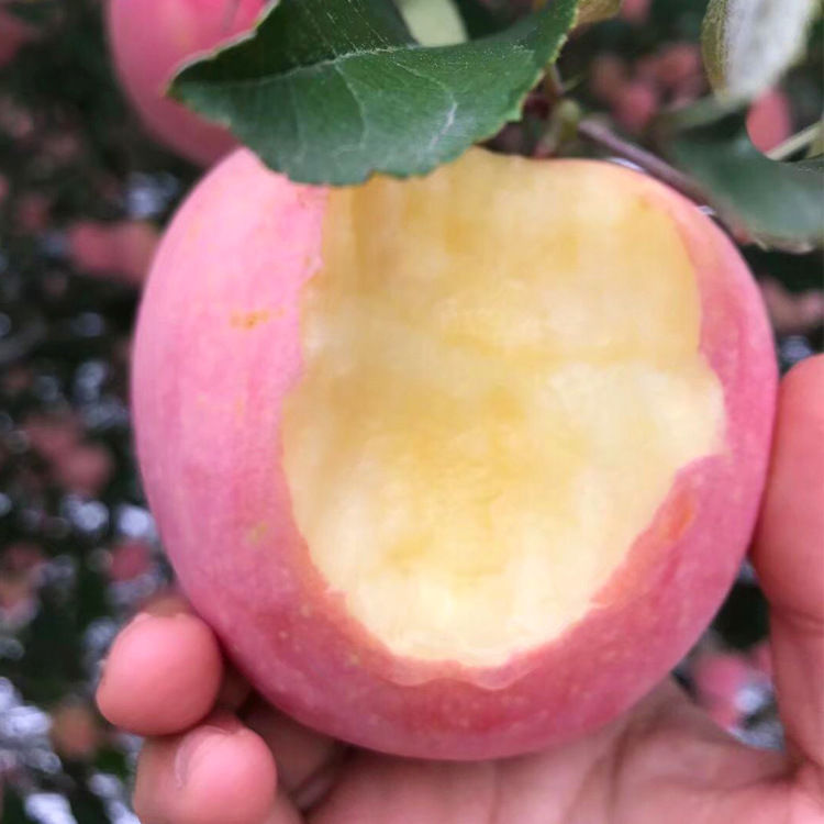 几个月宝宝可以吃苹果 t01e20d22080c9f0e3a.jpg