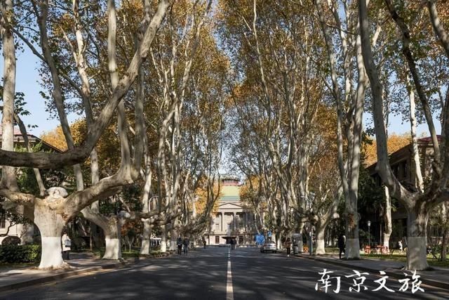 南京这些大学都有最美梧桐大道,有没有你的母校?