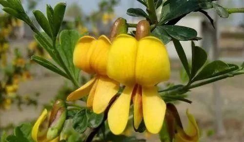  「好玩」植物戴上动物的名字以后惊艳了世界，8种带“鸡”的植物太好玩