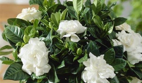 #盆土#栀子花有“3喜、1怕”,做对了,不黄叶,还“猛”开花!
