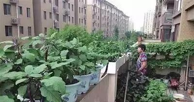  #吃不完#阳台这样种菜, 一年到头摘个不停, 吃不完还能送人!