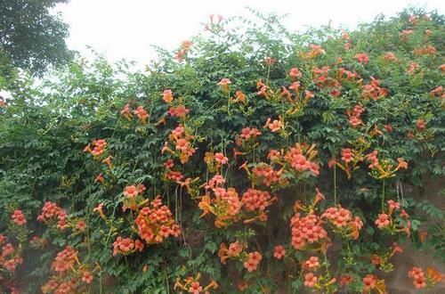  人人：4种爬藤花，只要有院子，一准成花海，人人进院不想走