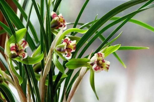  #以让我们#兰花只长不开花？问题出在这3处，花苞多花开满盆！