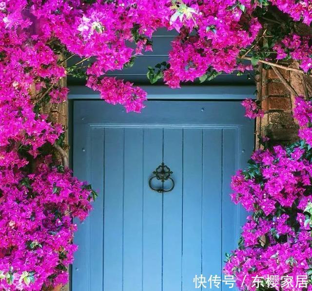 「催花」养三角梅“催花”很重要,掌握几个小技巧,一直开花到秋天