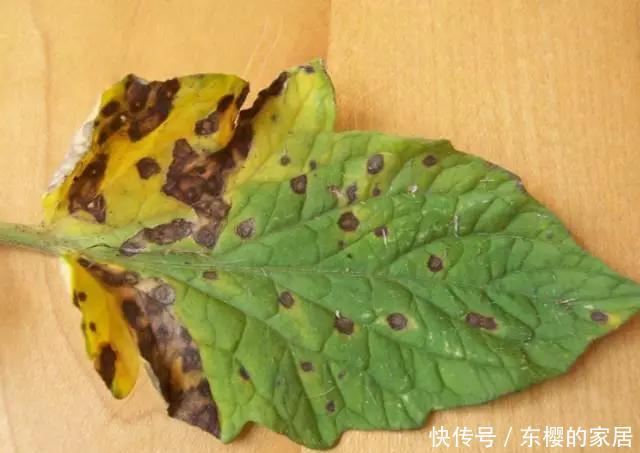  #百菌清#养花技巧：你养的花生了什么病？看这5点就知道！