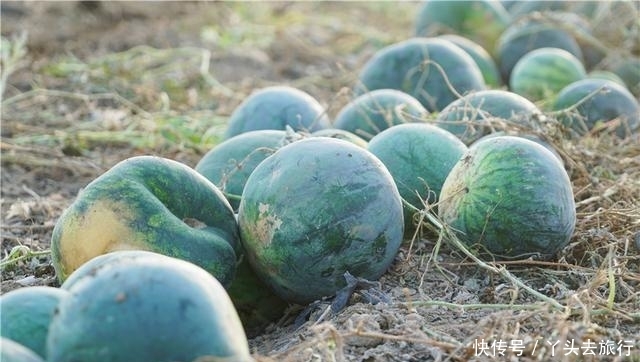  [成熟]新疆的西瓜成熟了，大型机器直接开到田地里收瓜