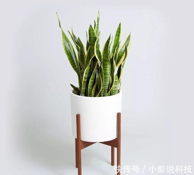 还要■春季正是扦插的黄金时期,错过还要等来年,赶紧动起来吧!