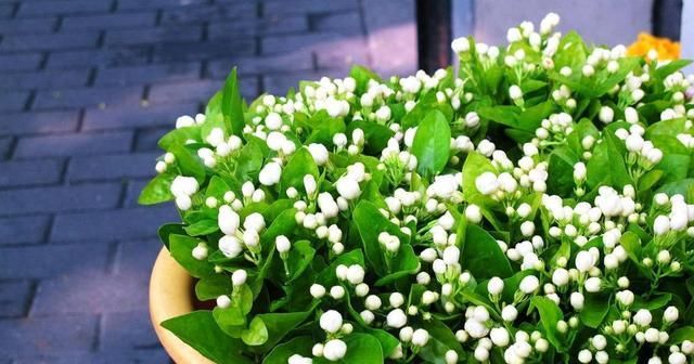  「再犯」养花总养不好?这3个“错误”别再犯,及时改正,轻松养“爆盆”