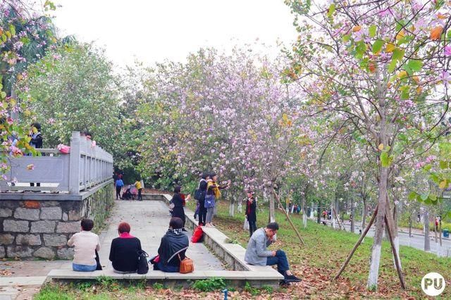 靓！佛山周边1500株樱花已盛开，最美的春天在这里~