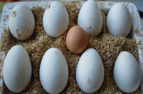  【养鹅】明明有很多养鹅的，为啥却很少见到有卖鹅蛋的？鹅下的蛋都去哪了